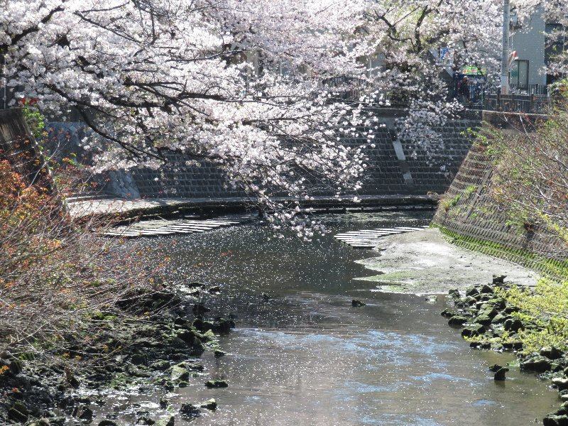 大岡川