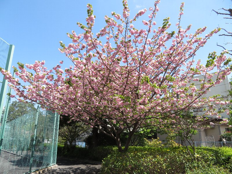 八重桜
