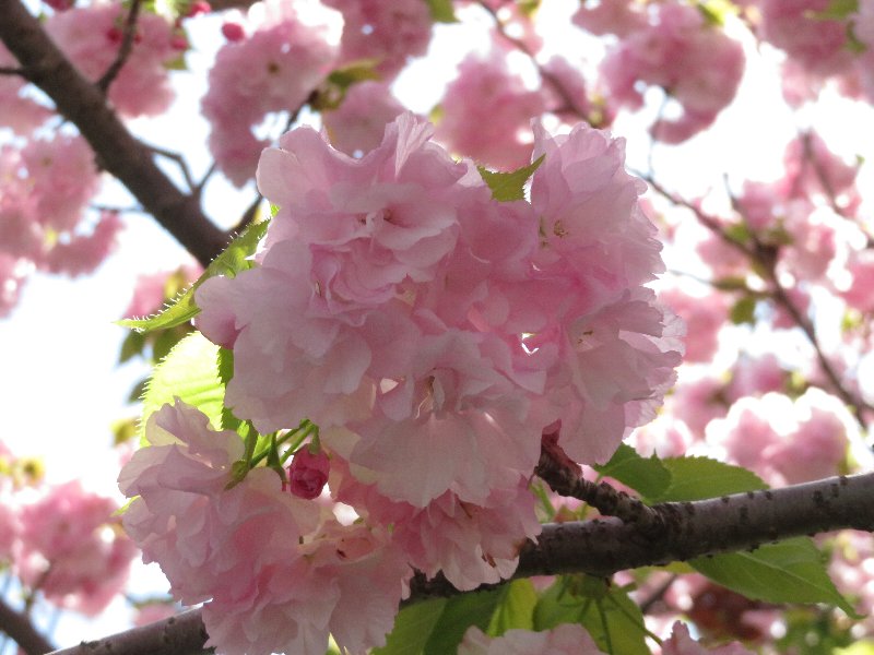 八重桜