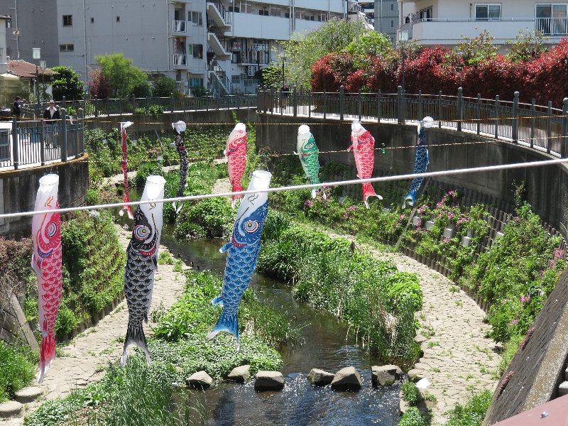 大岡川のこいのぼり