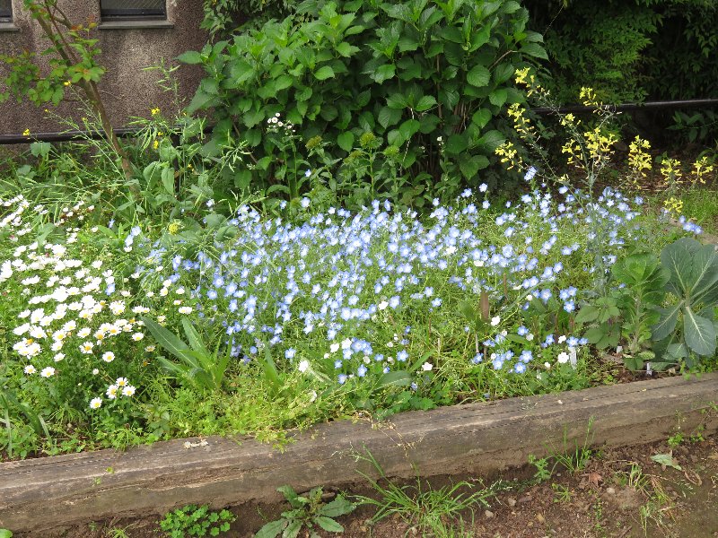 花壇
