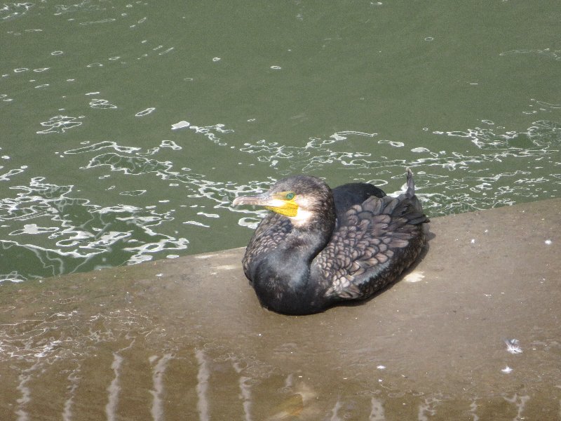 カワウ