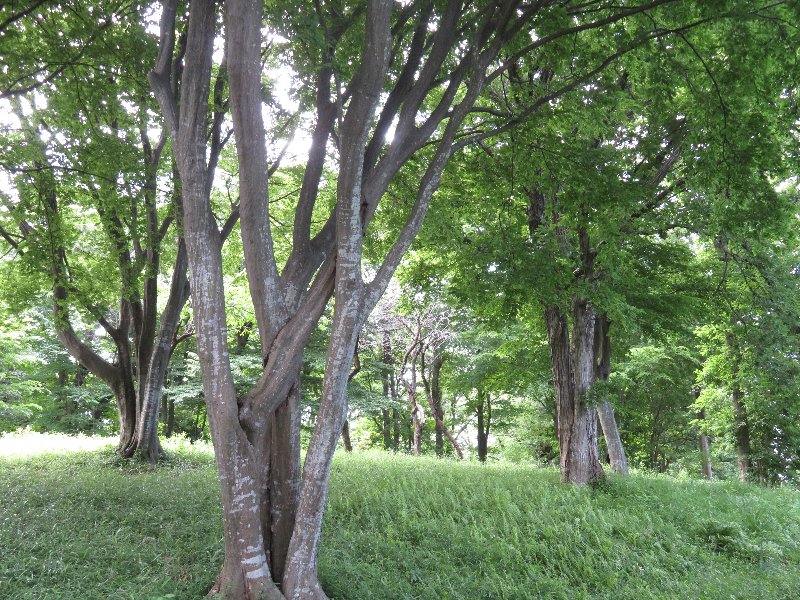 雑木の広場