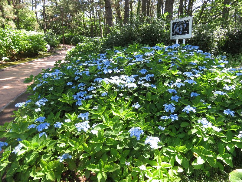 八景ブルー