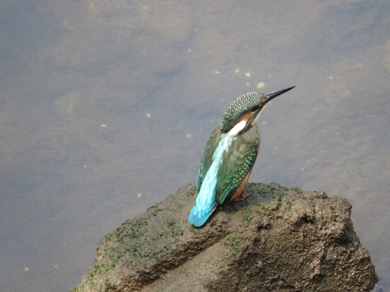 カワセミ