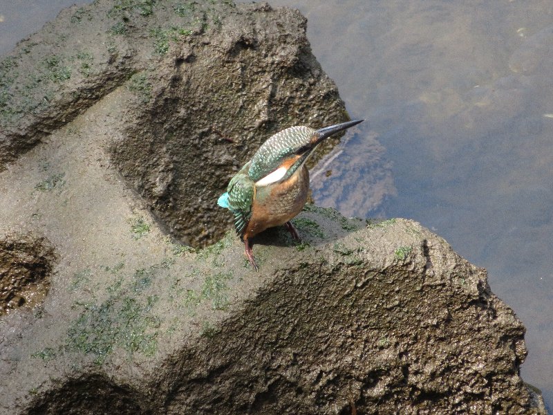 カワセミ