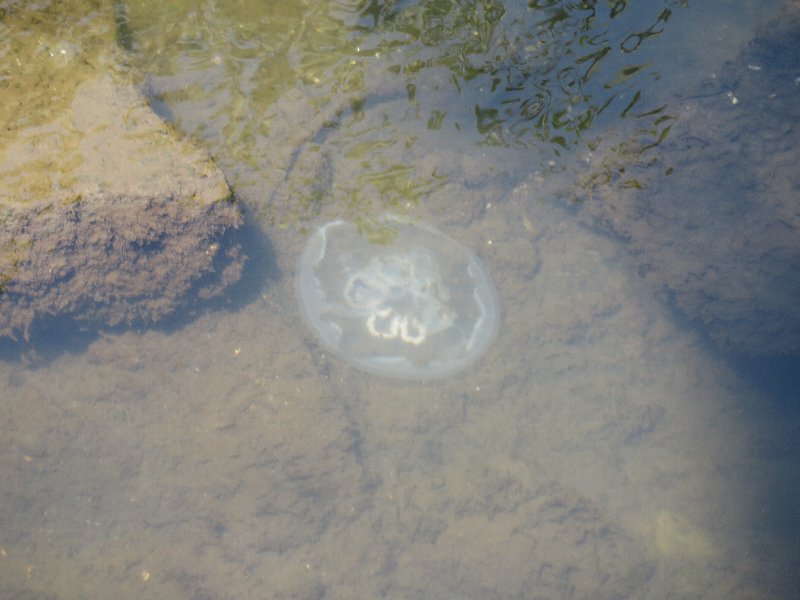 ミズクラゲ
