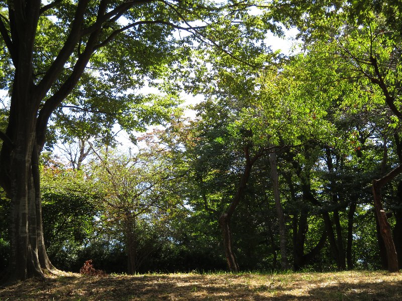 雑木の広場 雑木の広場