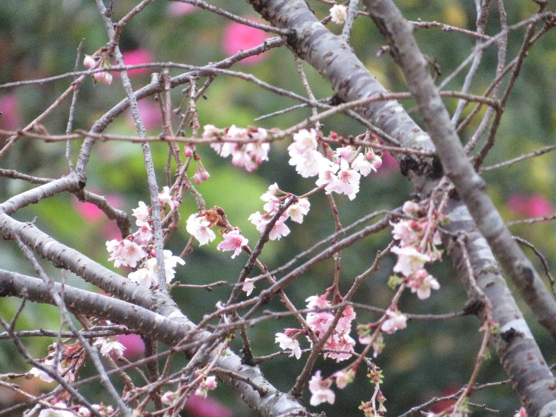 ジュウガツザクラ